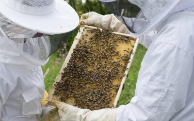 Bienen-AG an der AFS